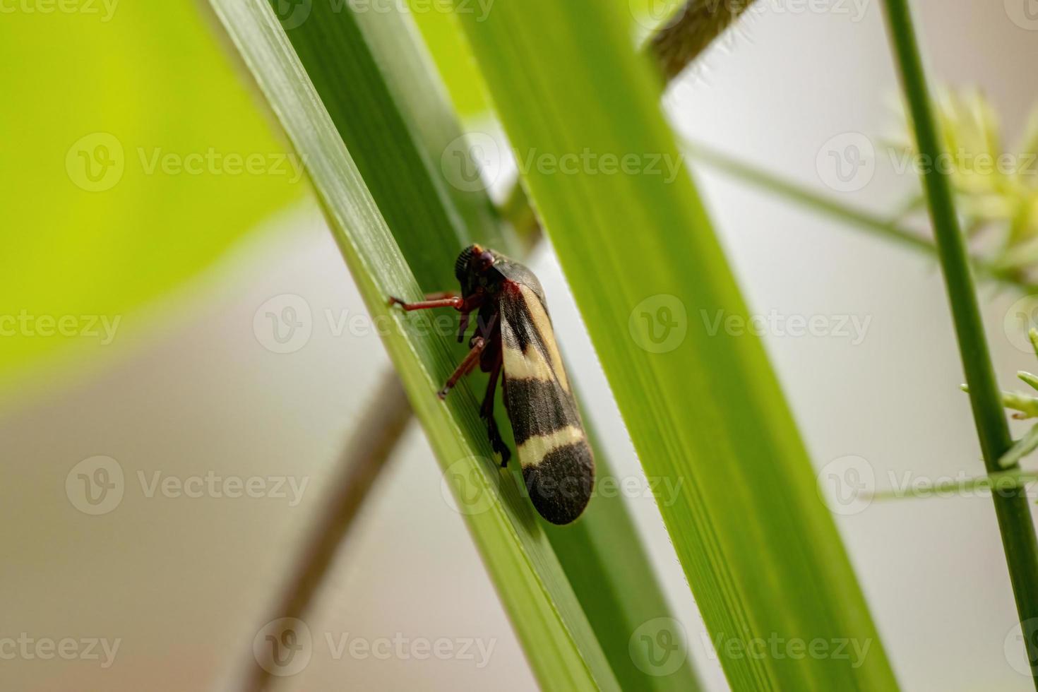 Adult Froghopper Insect photo