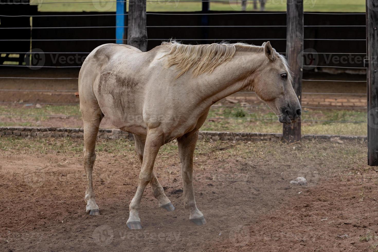 caballo en una granja brasileña foto