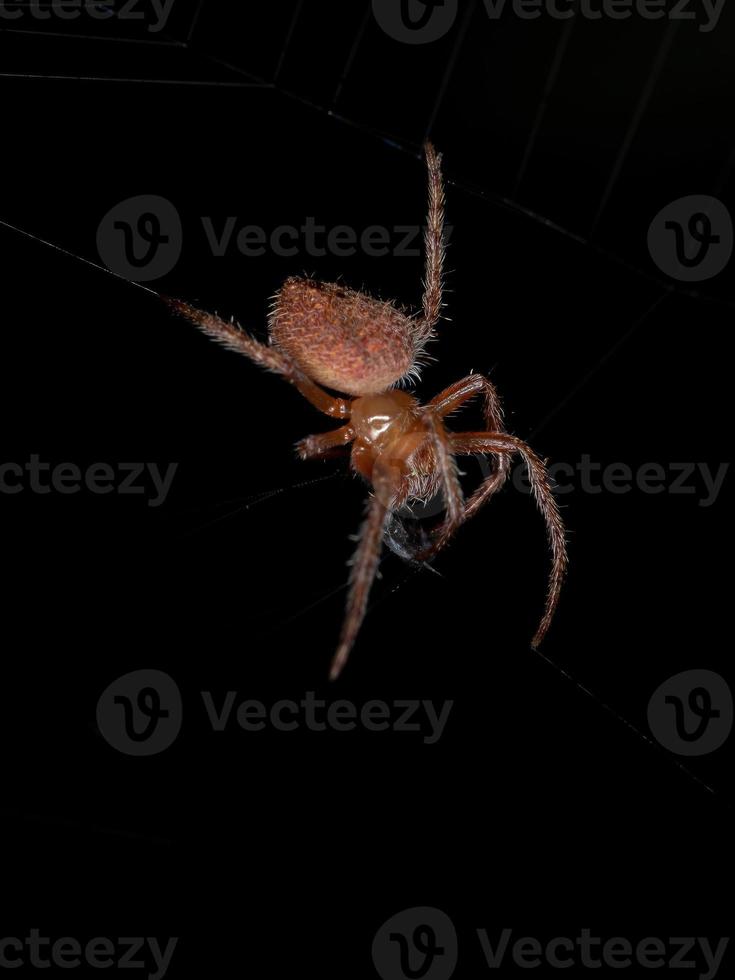 pequeño orbweaver rojo típico foto