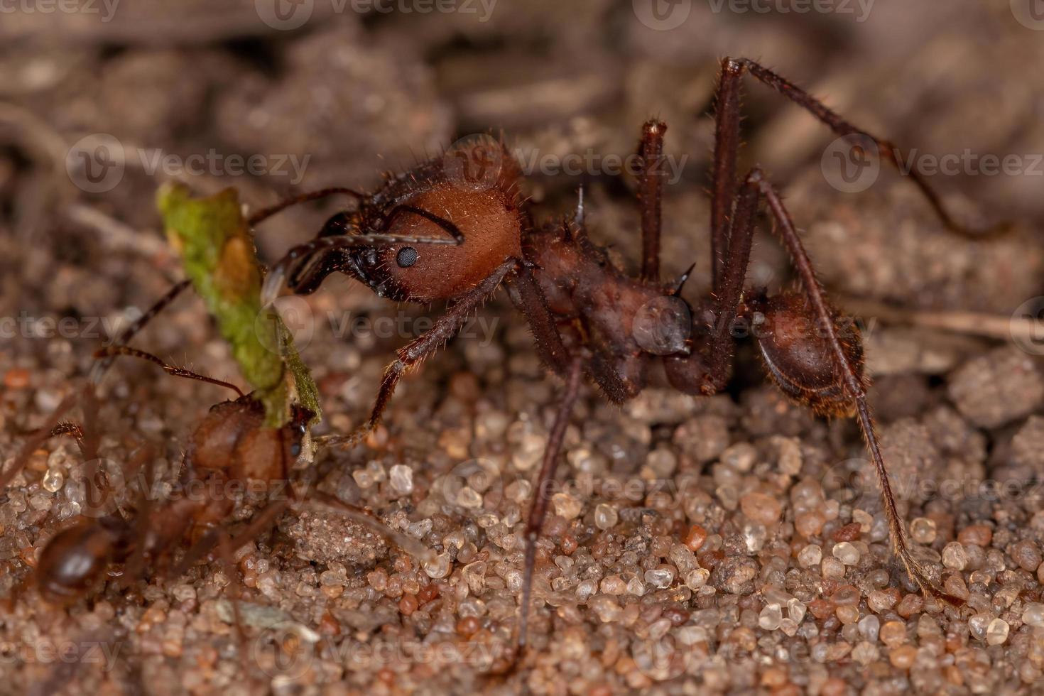 Atta hormiga cortadora de hojas foto