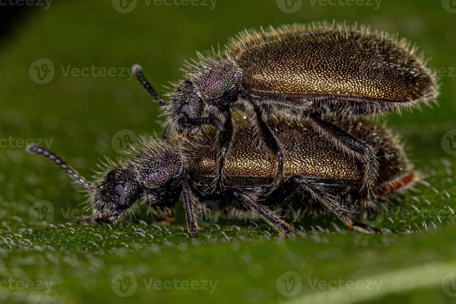 escarabajos adultos de articulaciones largas foto