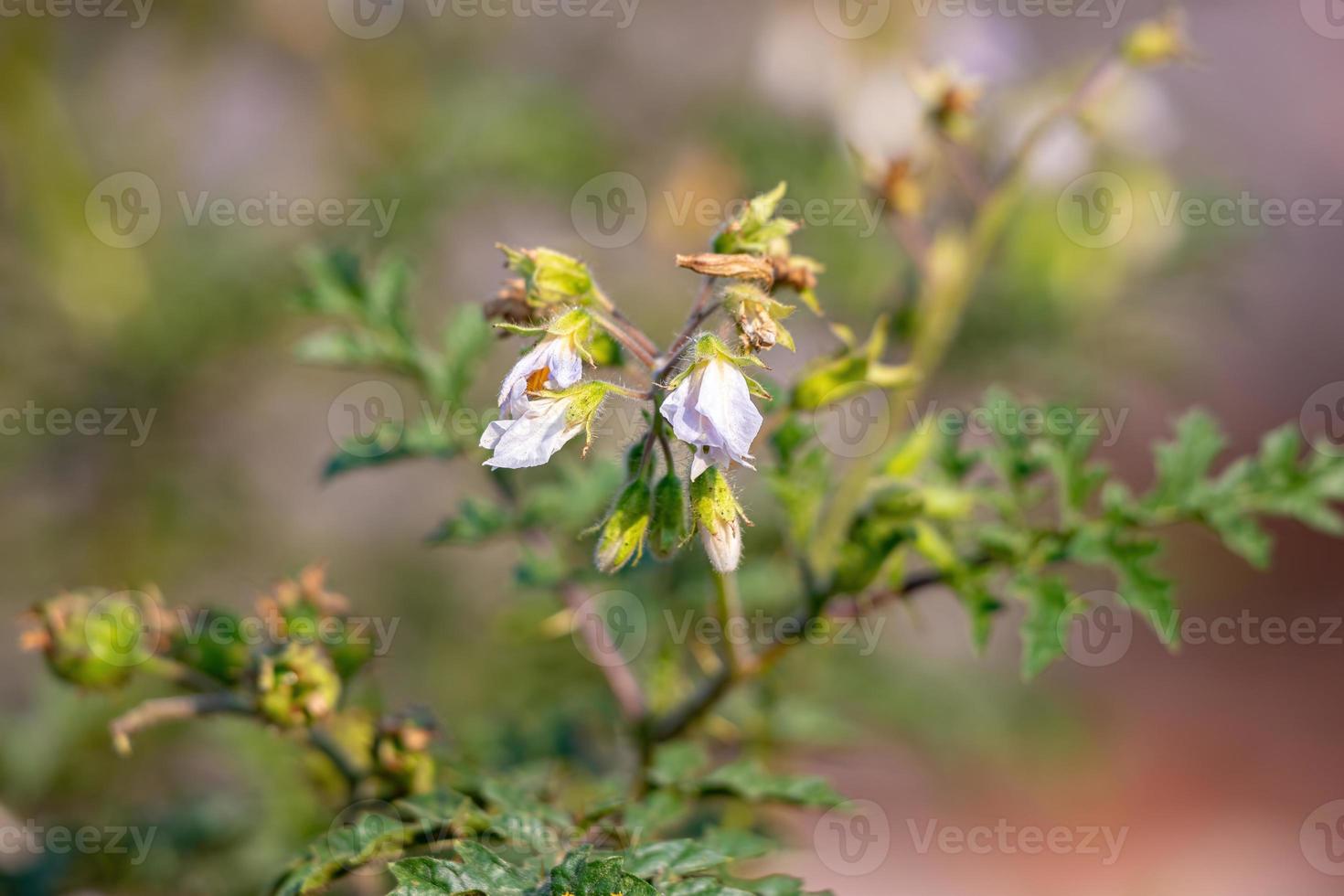 Red Buffalo-Bur Plant photo