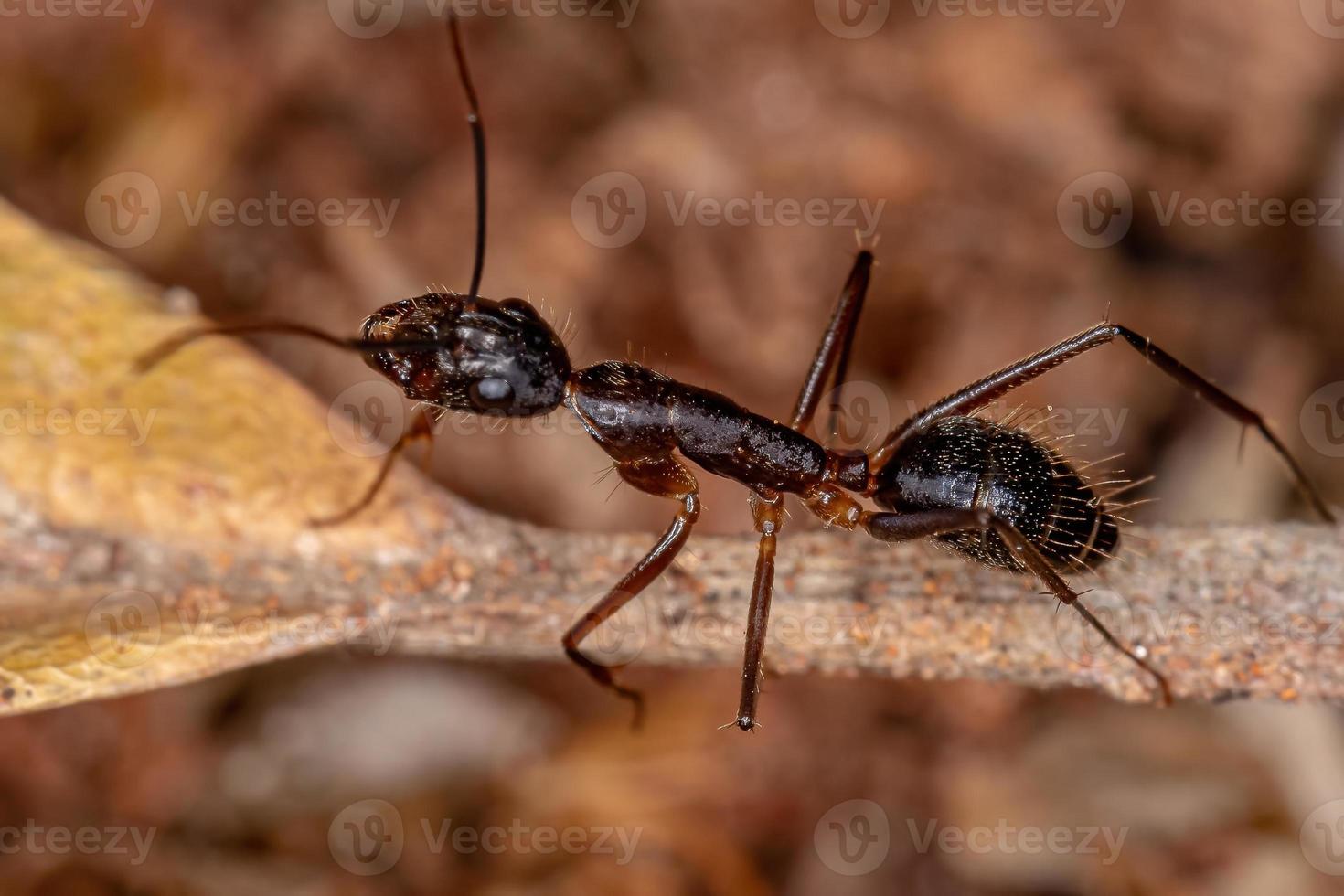 Adult Female Carpenter Ant photo