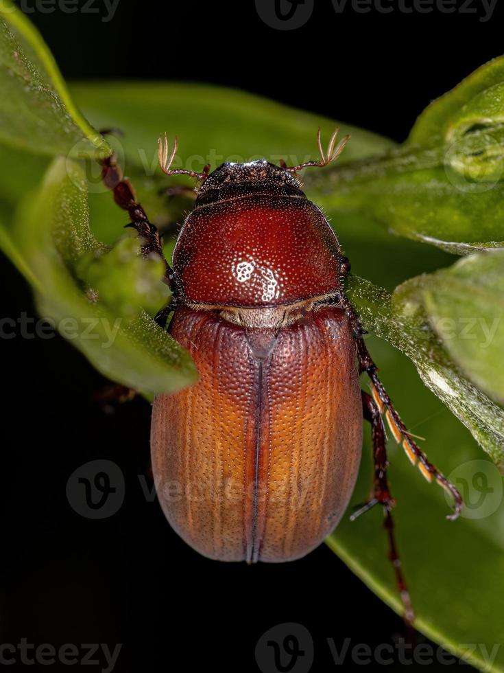 Adult June Beetle photo