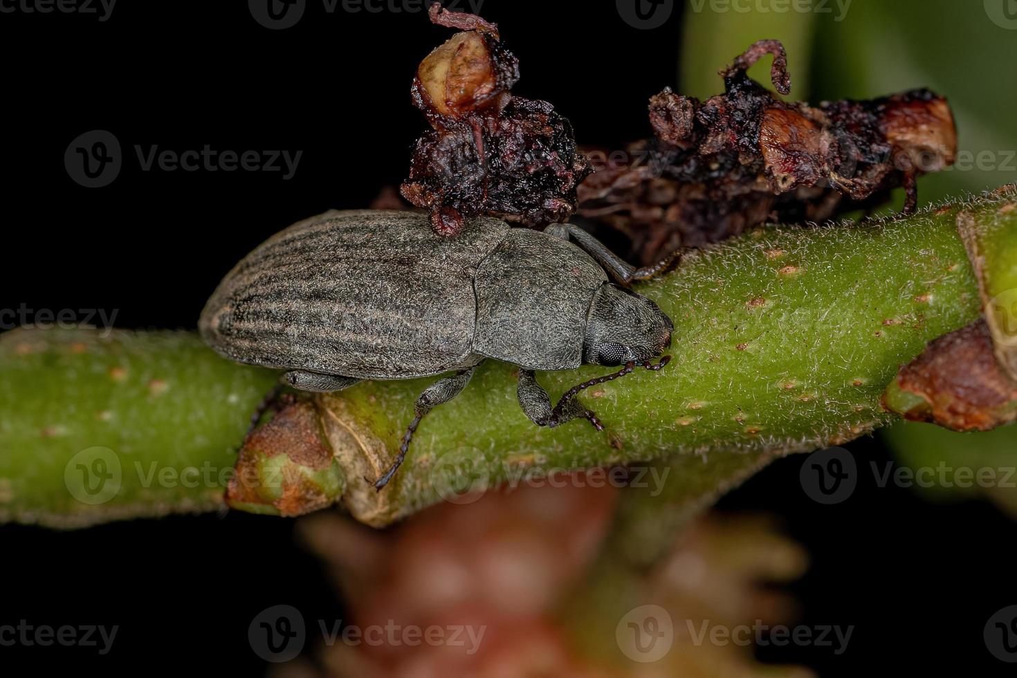 Adult Darkling Beetle photo