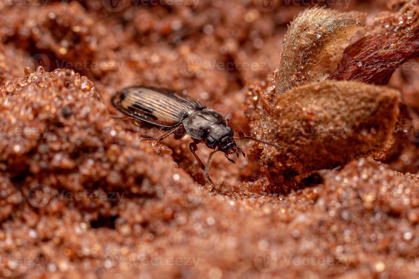 escarabajo de tierra adulto foto