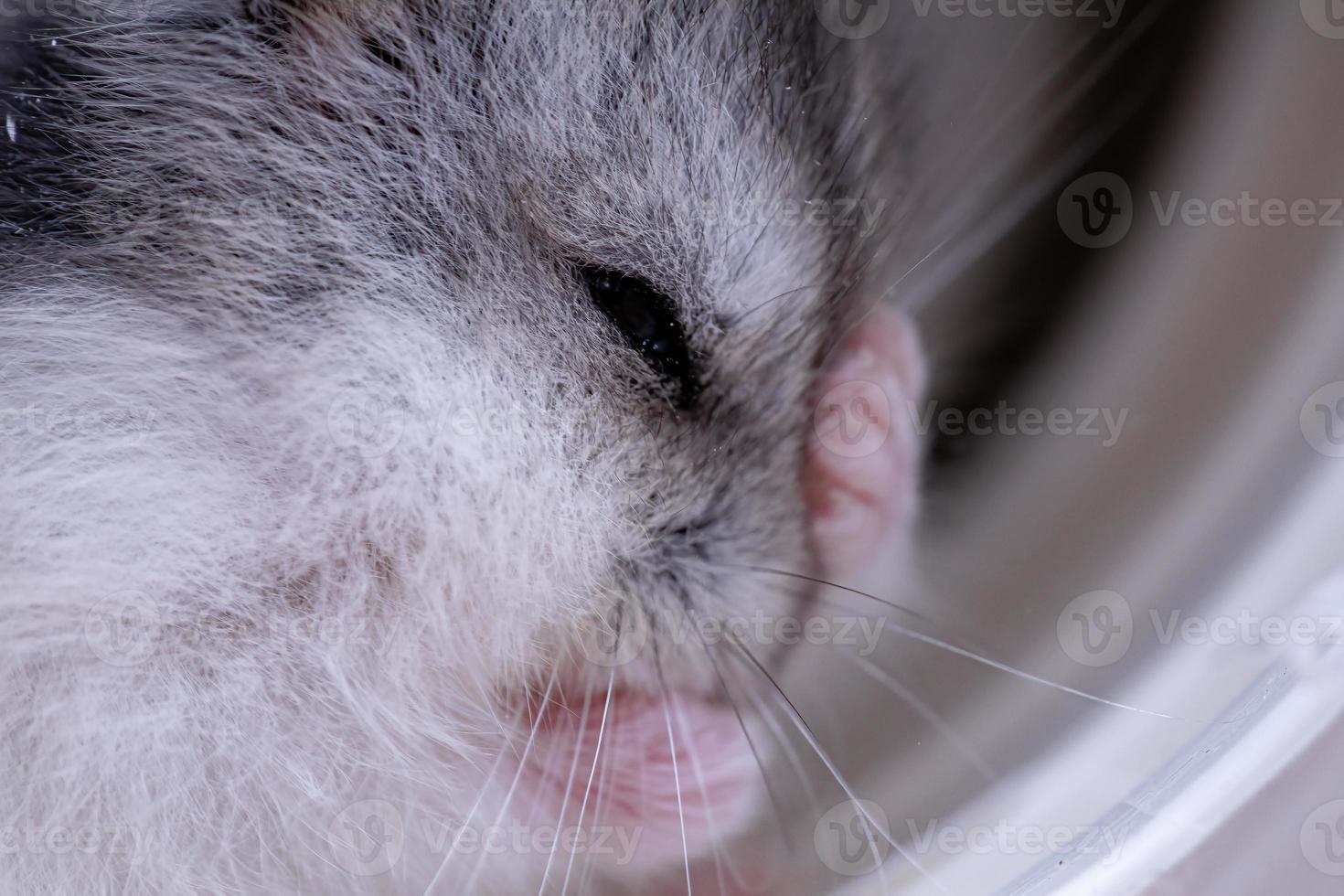 Campbell's dwarf hamster photo