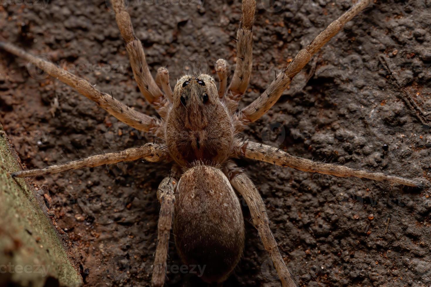 Adult Wolf Spider photo