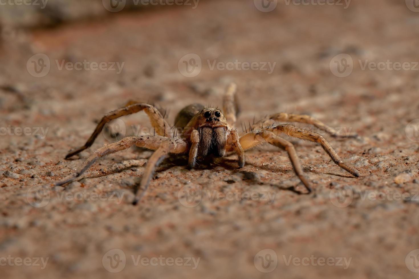 araña lobo adulto foto