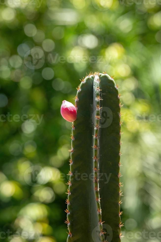 Mandacaru Cactus plant photo
