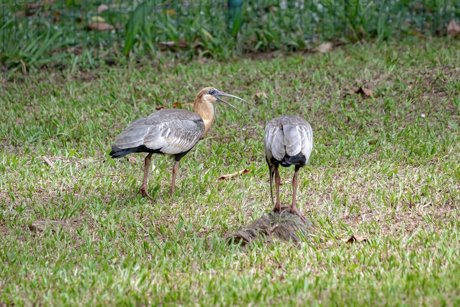 ibis de cuello buff foto