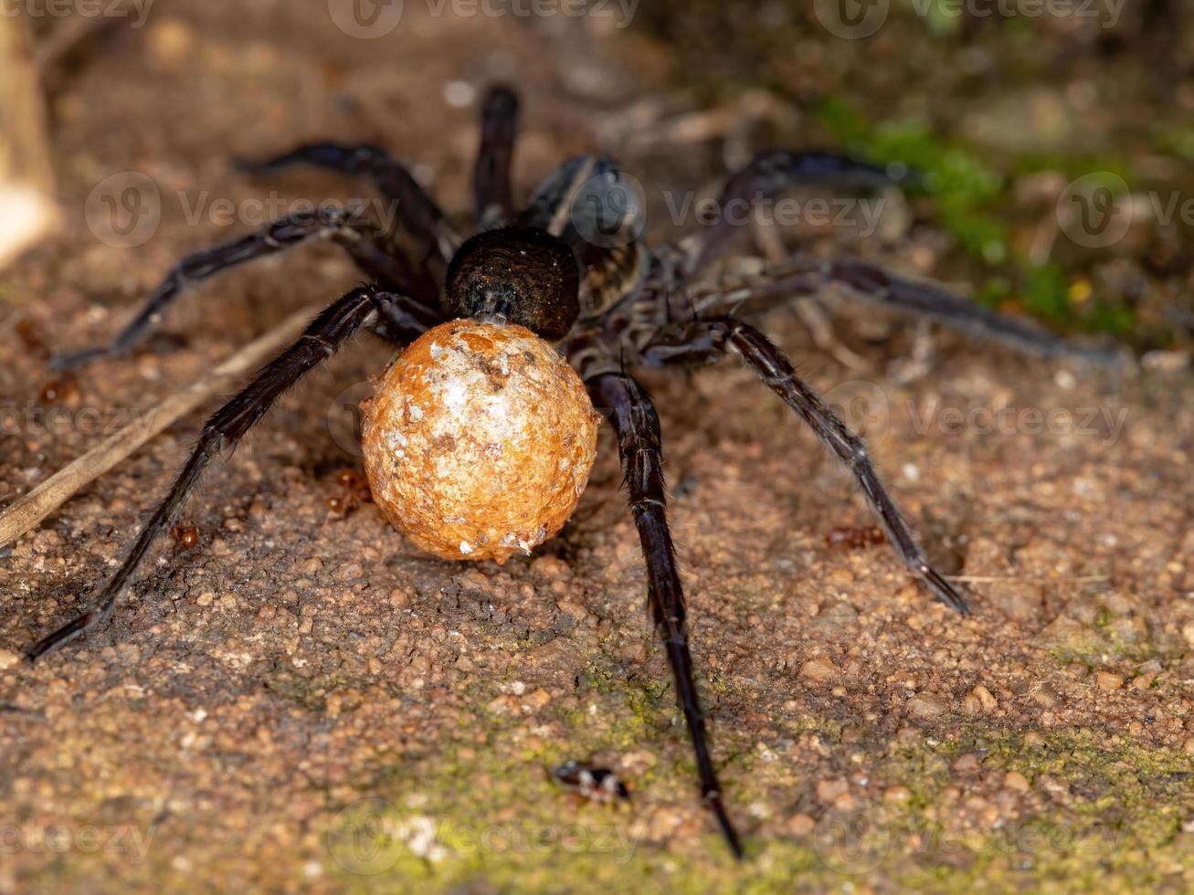 araña lobo brasileña foto