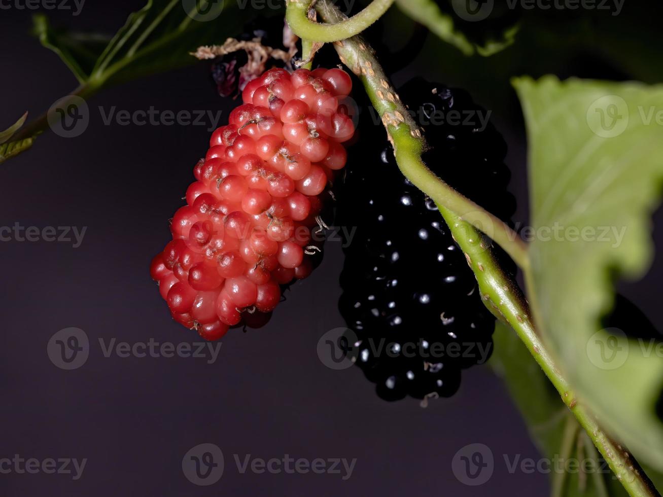 planta de moras en detalle foto