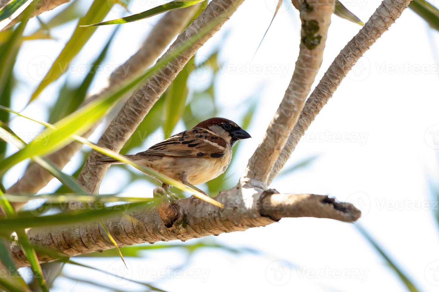 House Sparrow Bird photo