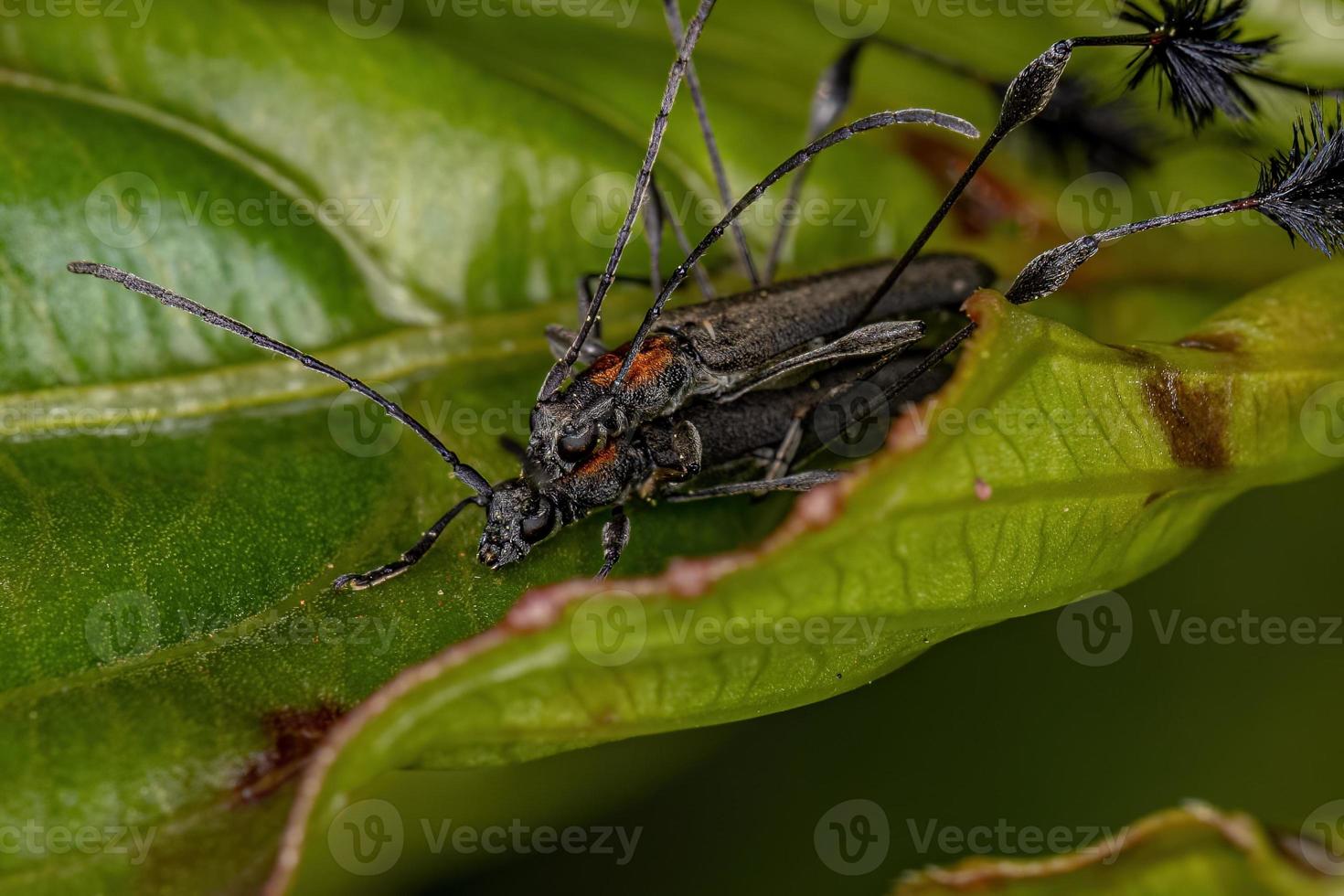 escarabajos típicos de cuernos largos foto
