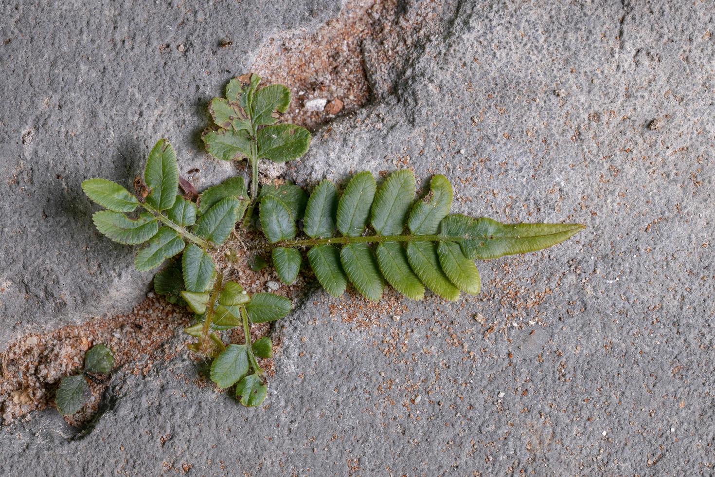 Ladder Fern Plant photo