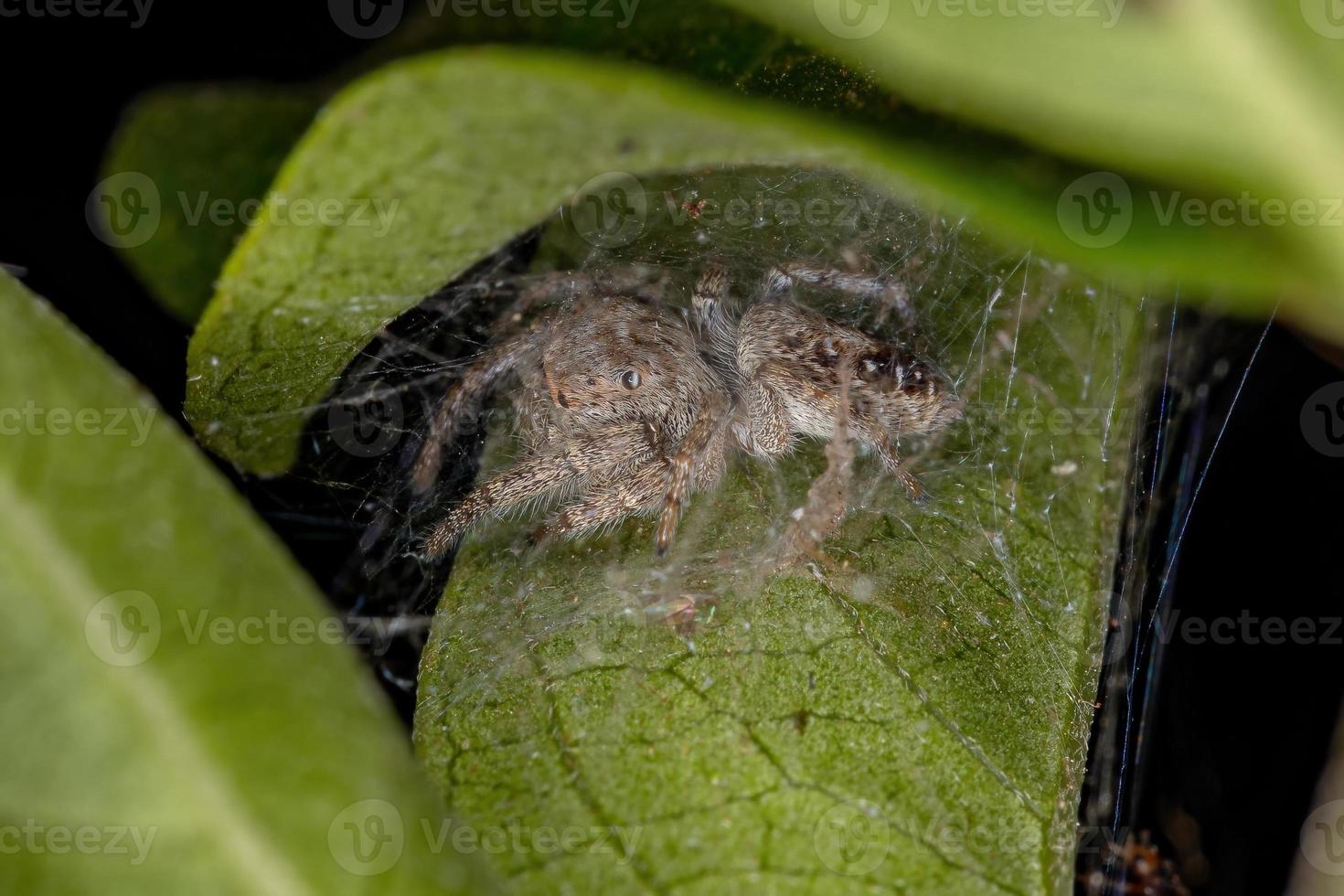 Small Jumping Spider photo