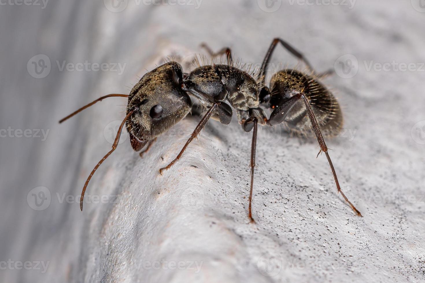 hormiga carpintera hembra adulta foto