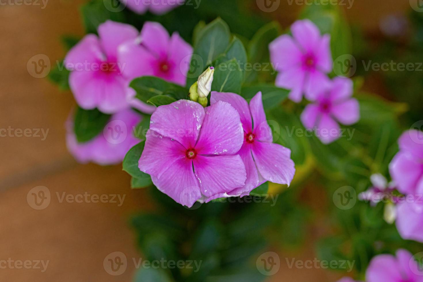 flor rosada del bígaro de Madagascar foto