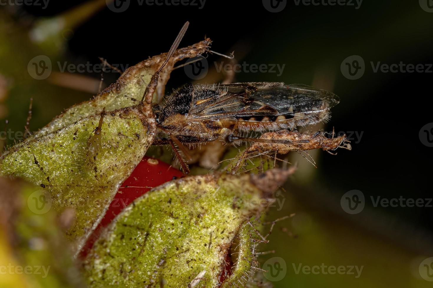 insecto adulto de la planta sin olor foto