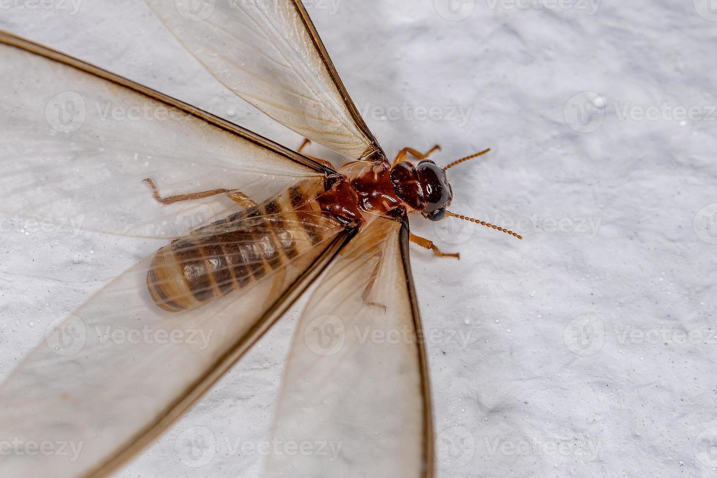 Adult Female Winged Termite photo