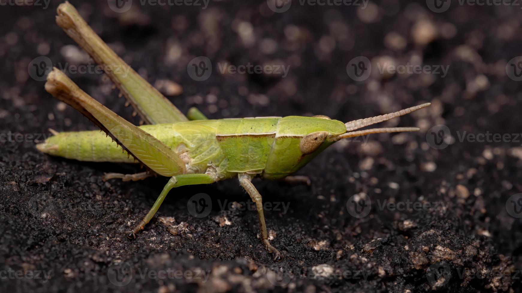 saltamontes silencioso de cara inclinada foto