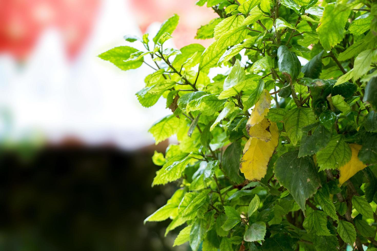 Closeup shot of fresh green leaves during the daytime photo