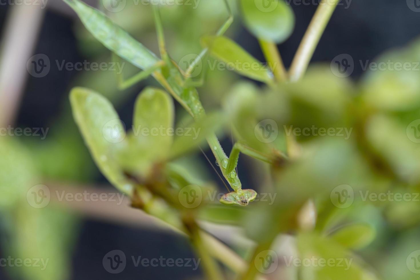 pequeño subadulto mántide foto