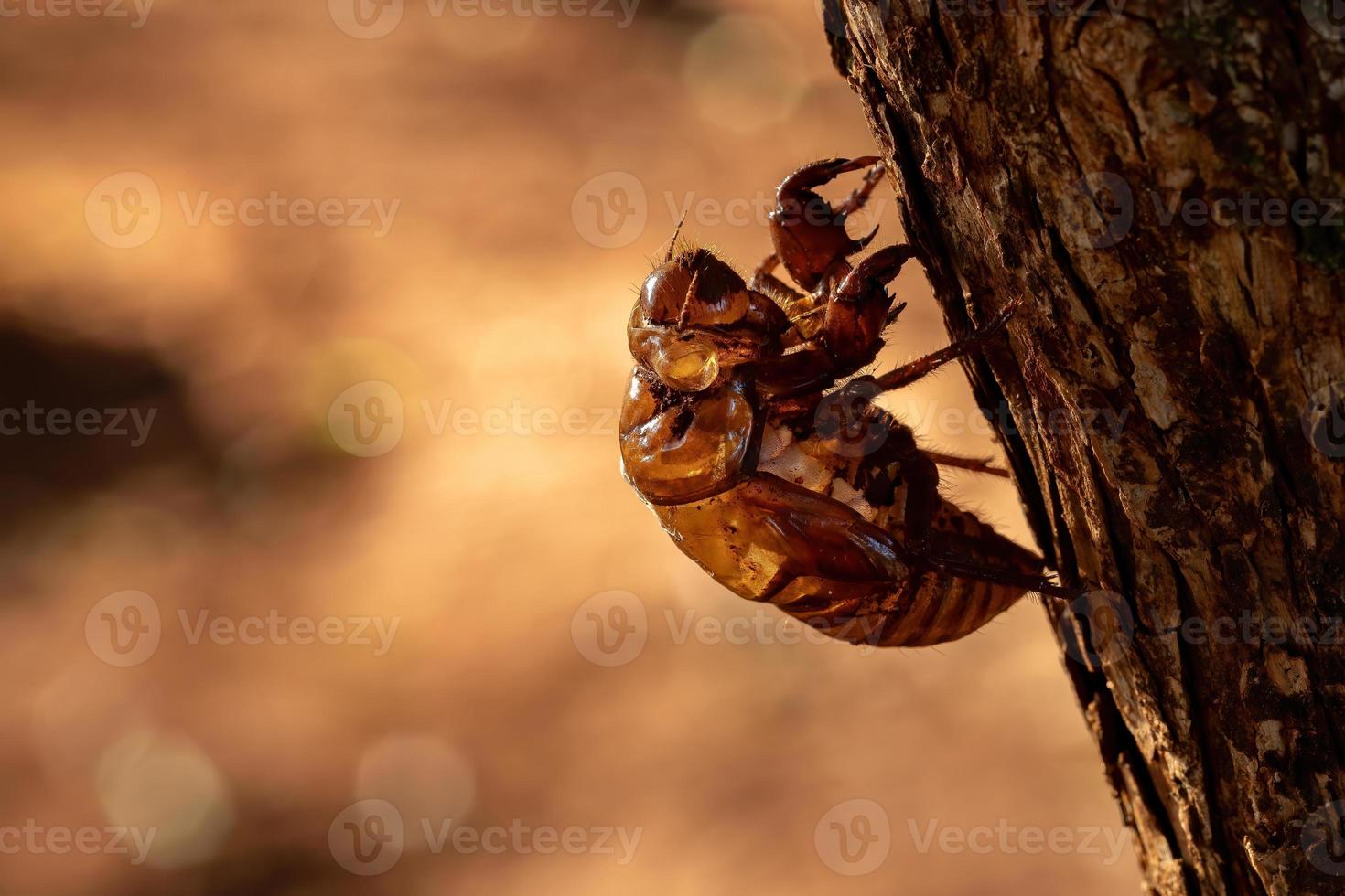 exuvia de cigarra típica foto