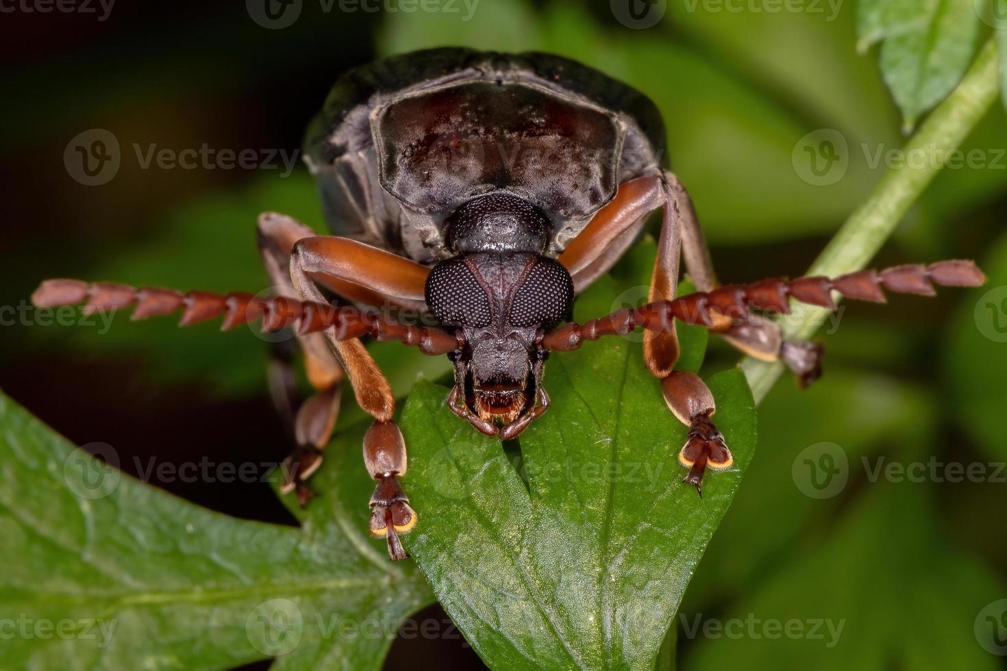 Adult Bean Weevil photo