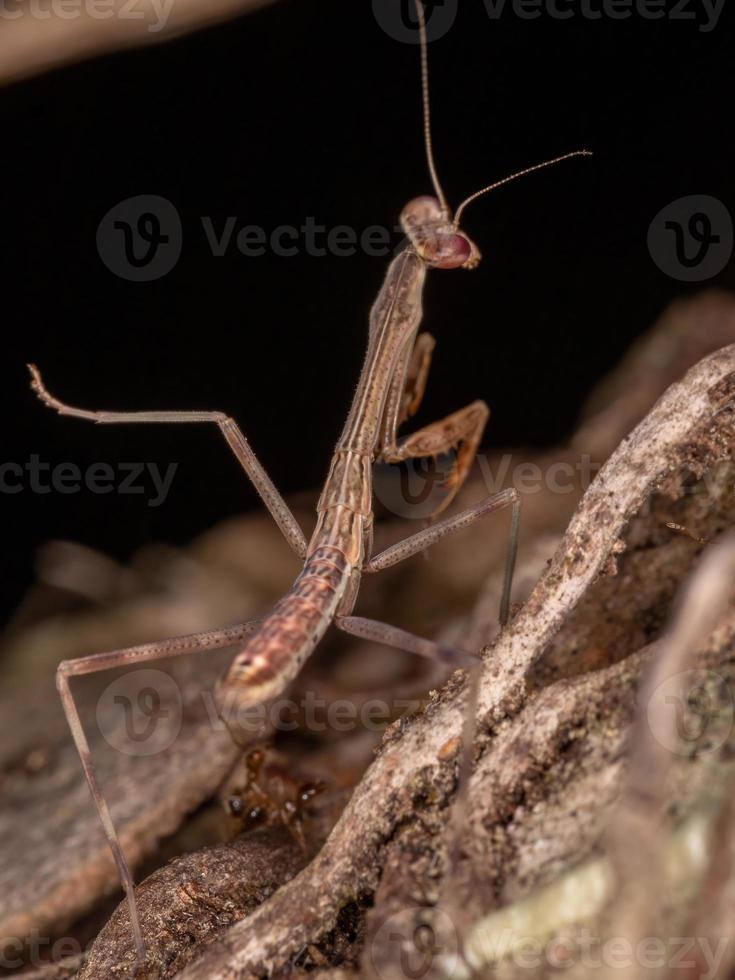 mantid pequeña brasileña foto