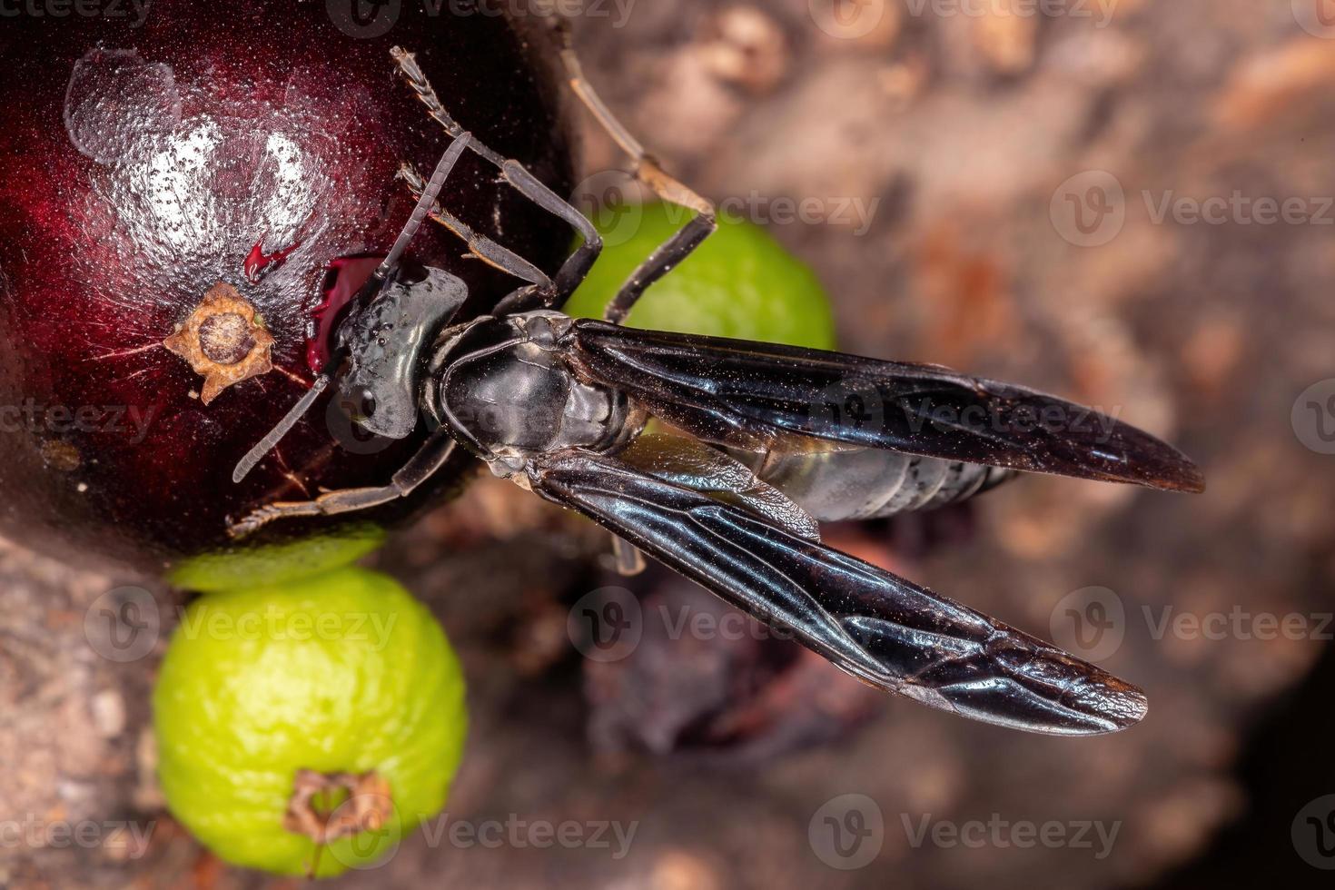 Adult Warrior Wasp photo