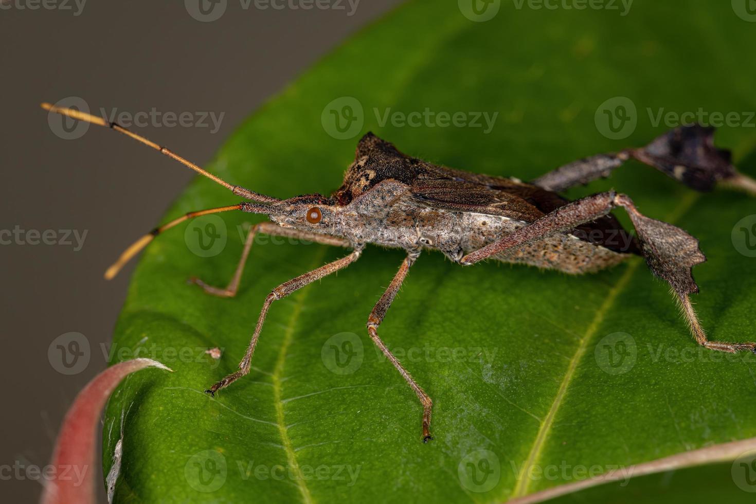 Adult Leaf footed Bug photo