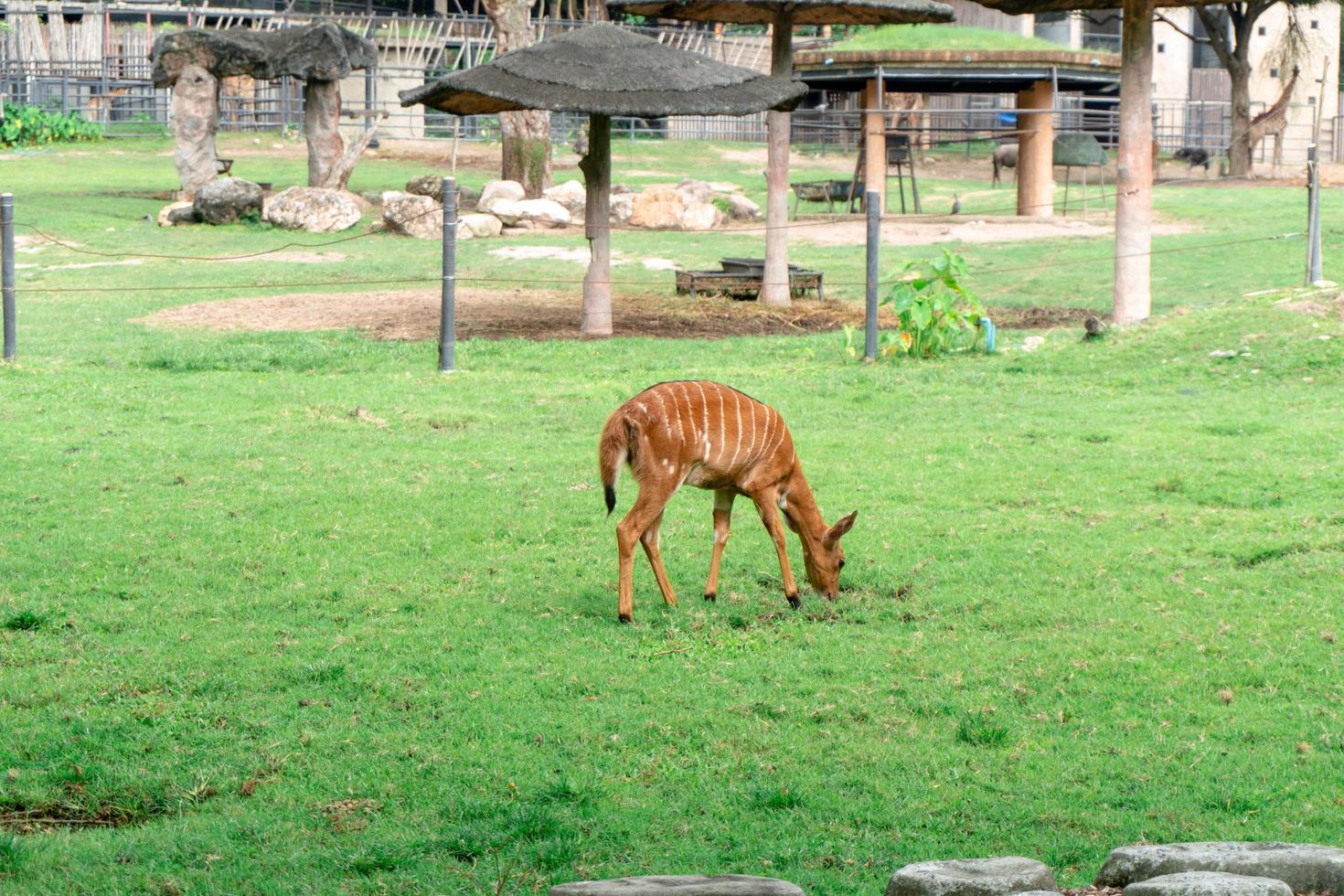 Deer eating food in the zoo photo