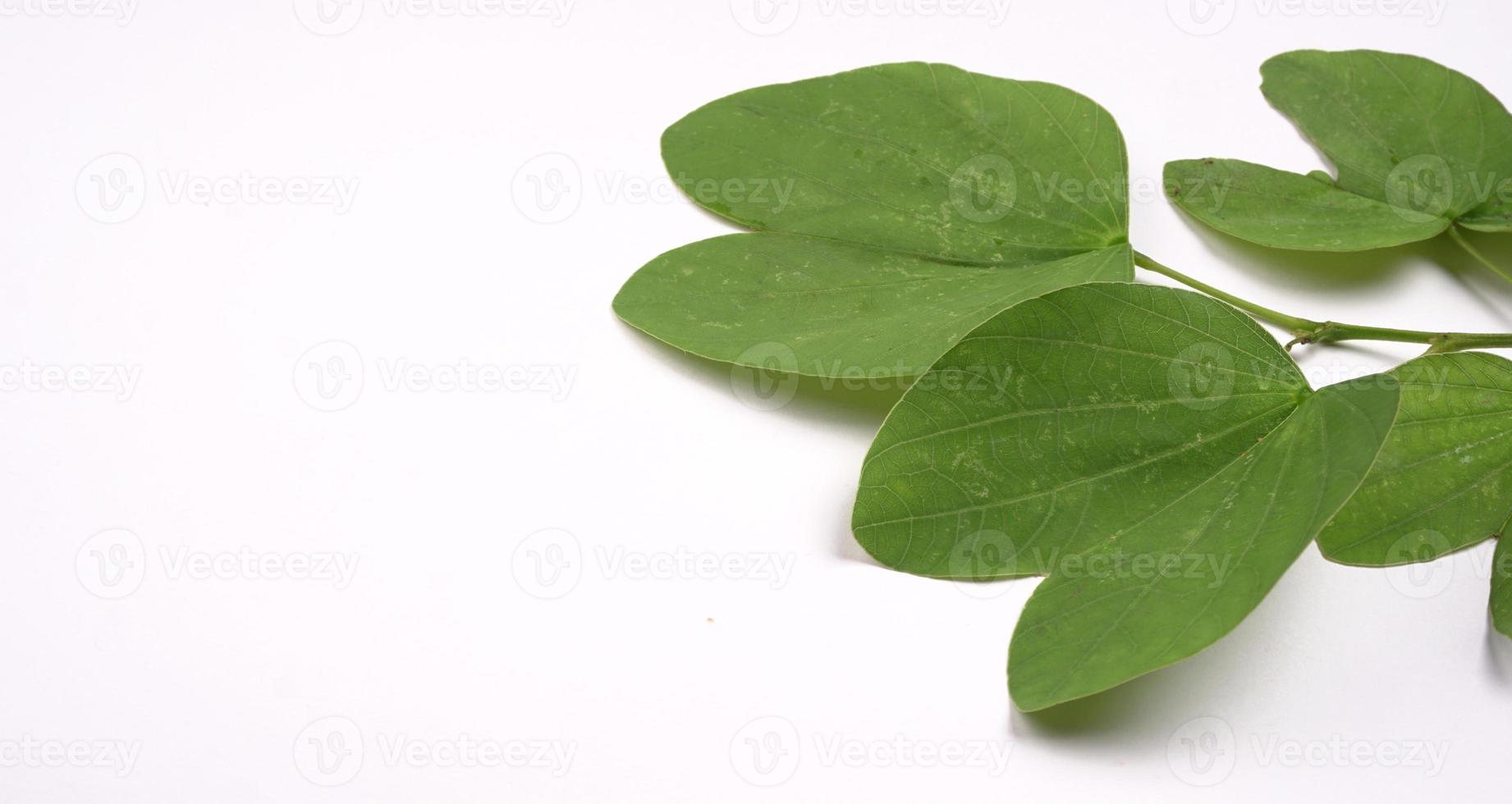 Indian Festival Dussehra, showing golden leaf on moody background. Greeting card. photo