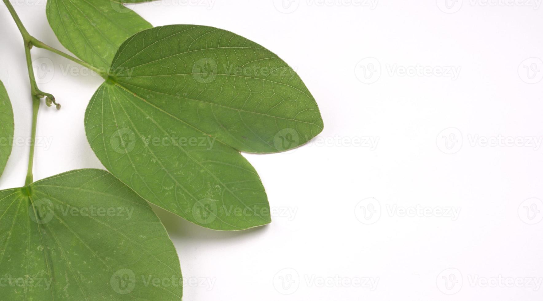 Indian Festival Dussehra, showing golden leaf on moody background. Greeting card. photo