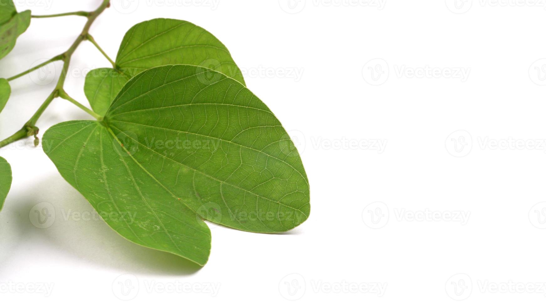 Indian Festival Dussehra, showing golden leaf on moody background. Greeting card. photo
