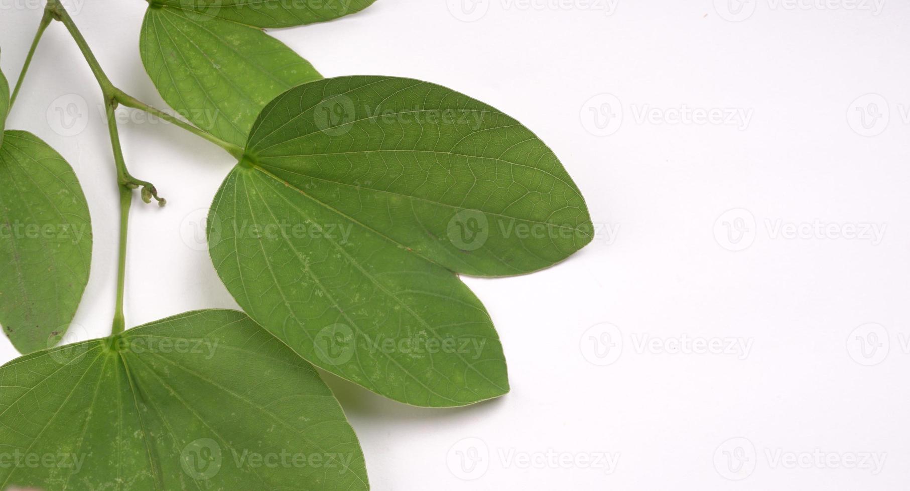 Indian Festival Dussehra, showing golden leaf on moody background. Greeting card. photo