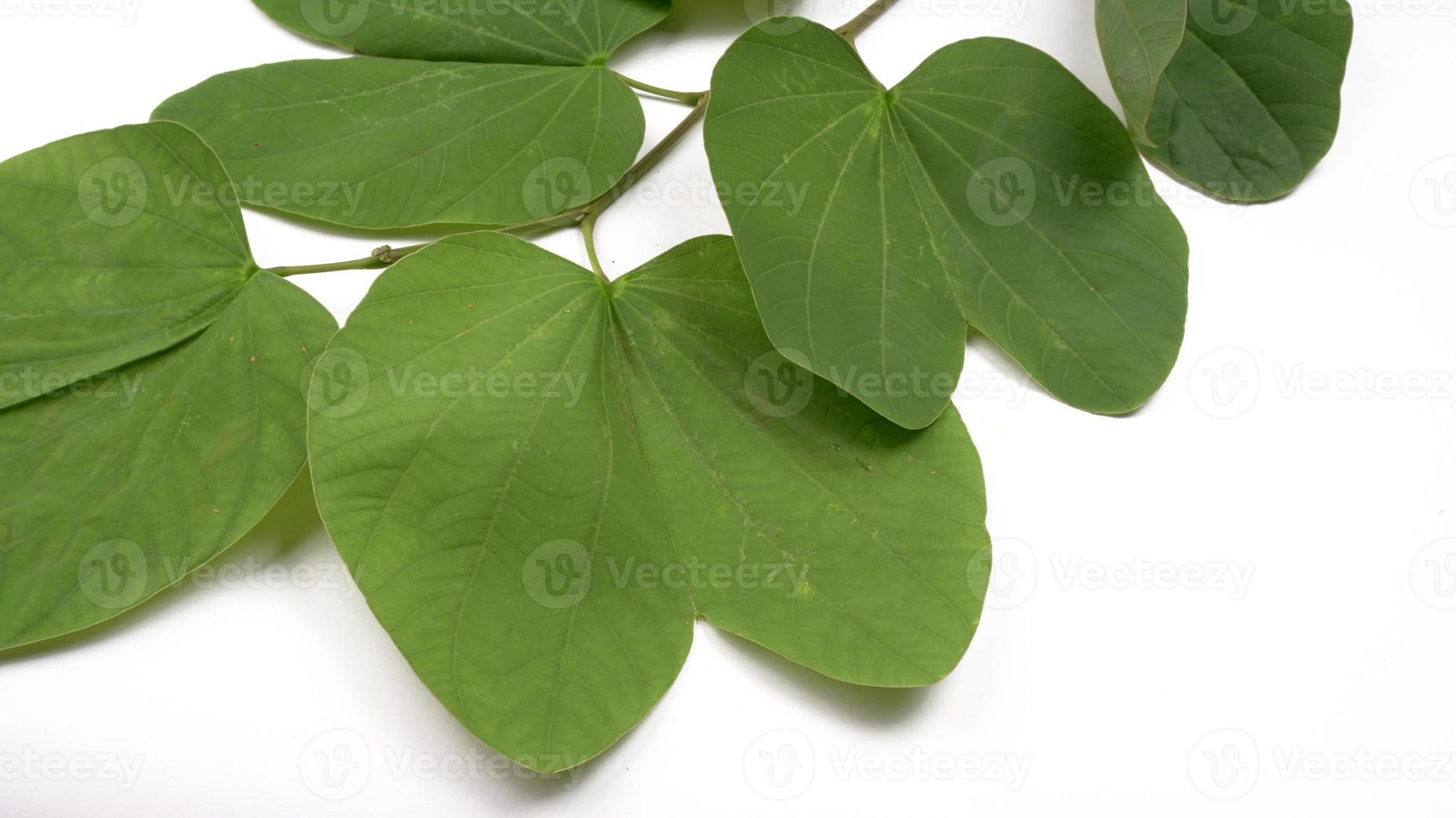 Indian Festival Dussehra, showing golden leaf on moody background. Greeting card. photo