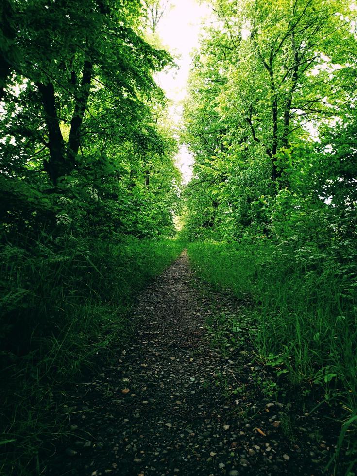 camino en el bosque foto