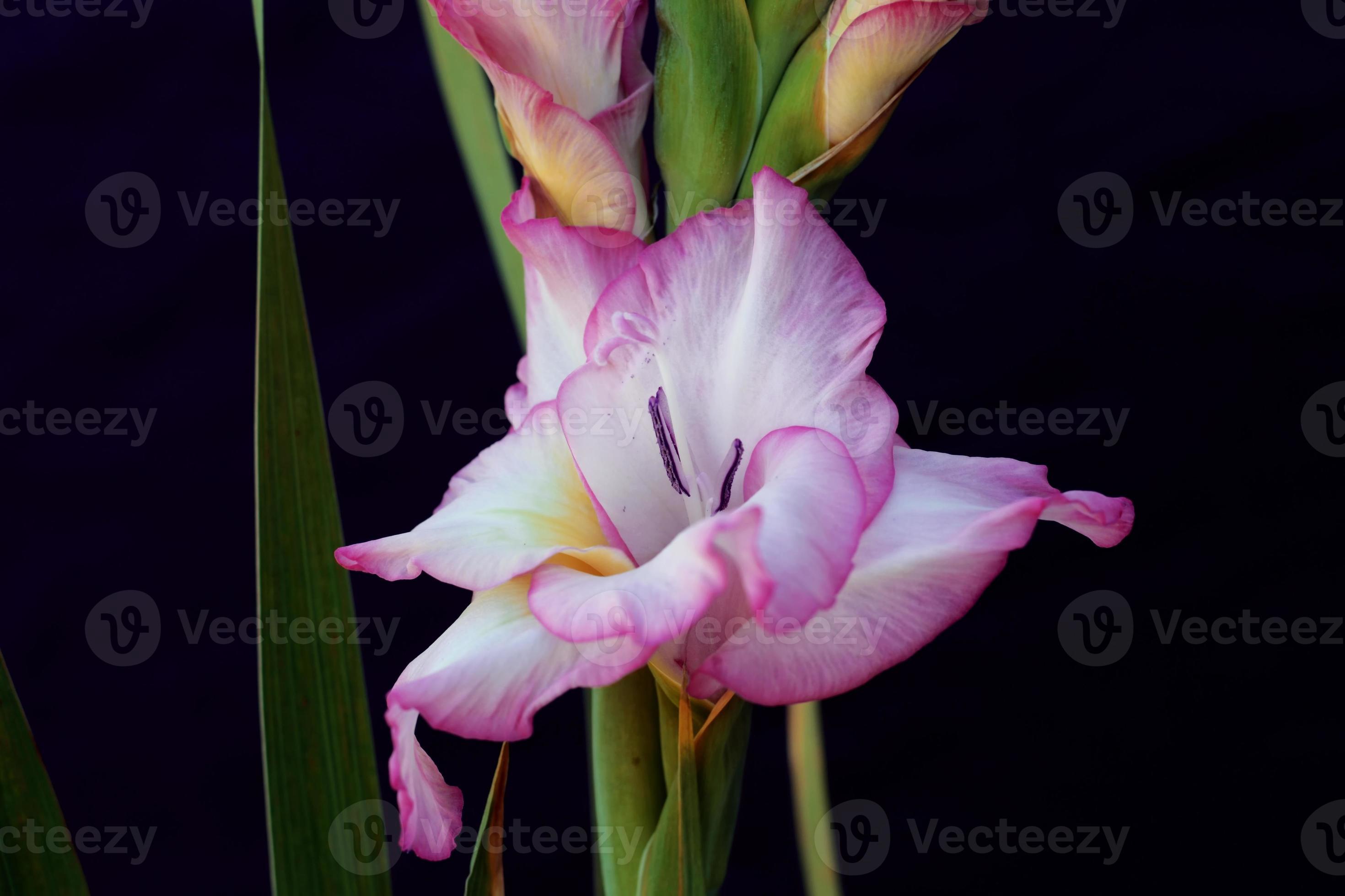 pink gladiolus on black background 3815076 Stock Photo at Vecteezy