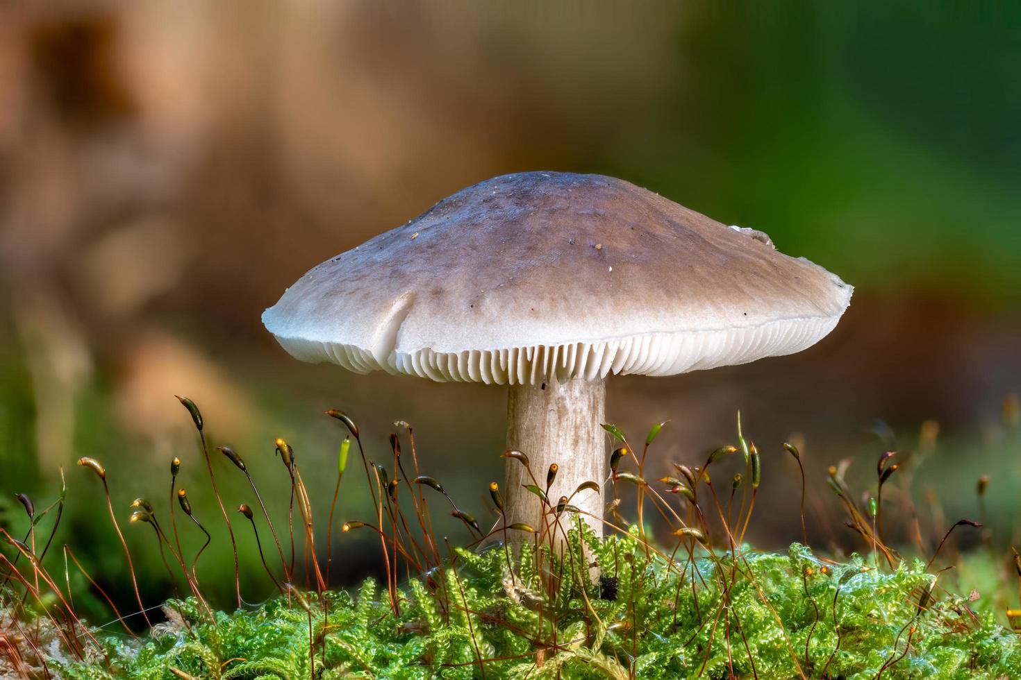 Side view of a single Tricholoma in the moss photo