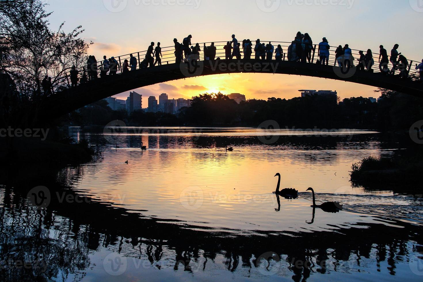 Two black swans on the lake while people on the bridge watching a wonderful sunset. Ibirapuera Park, Sao Paulo, Brazil photo