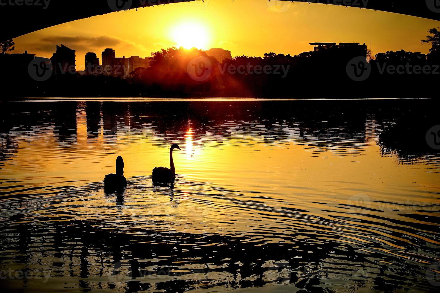 Silhouettes of two swans on the lake at sunset. Backlit image. Ibirapuera Park, Sao Paulo, Brazil. photo