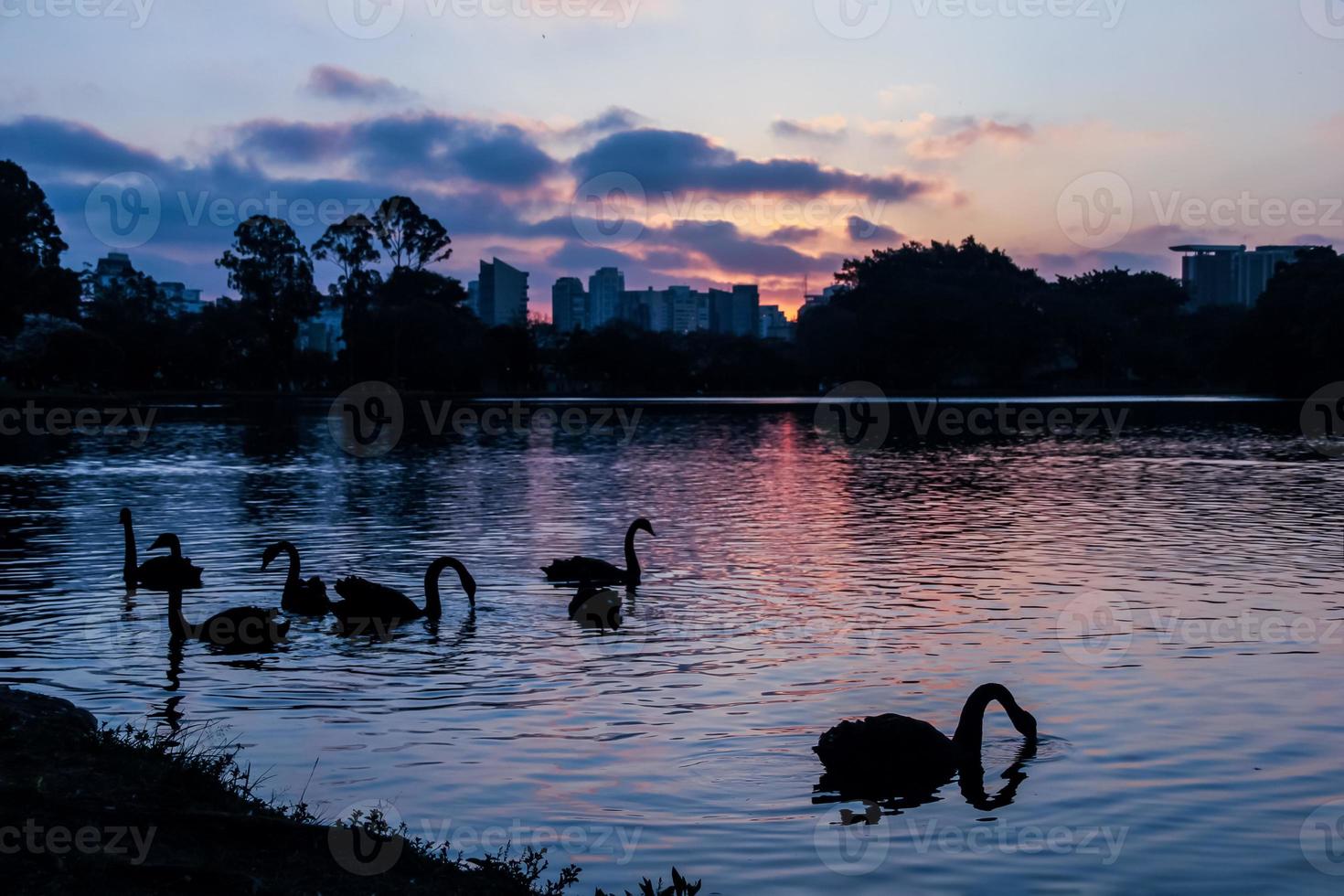 siluetas de cisnes en el lago en la hora azul con edificios de la ciudad al fondo. imagen retroiluminada. Parque ibirapuera, Sao Paulo, Brasil. foto