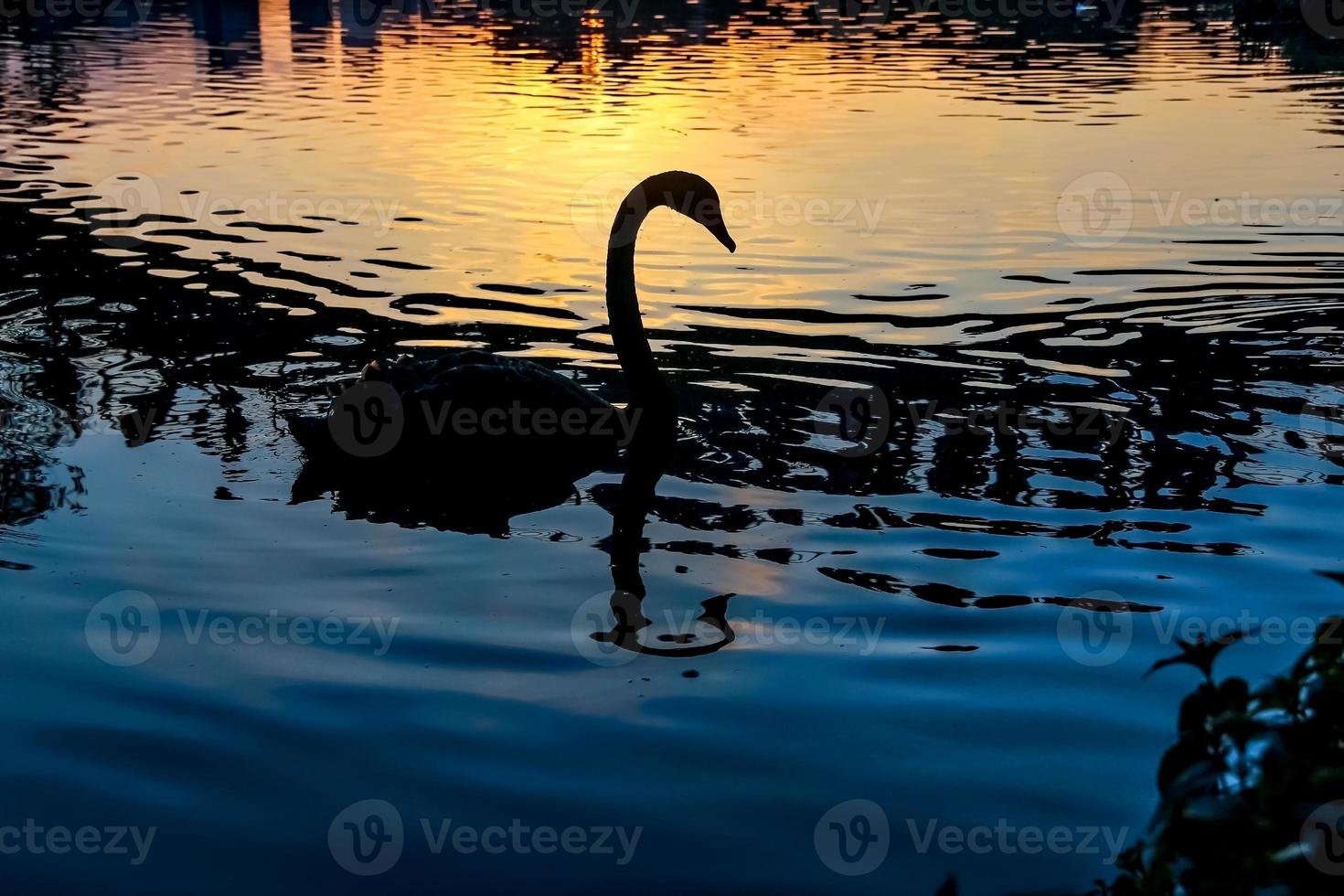 Silhouette of a swan and its reflection in the sunset photo