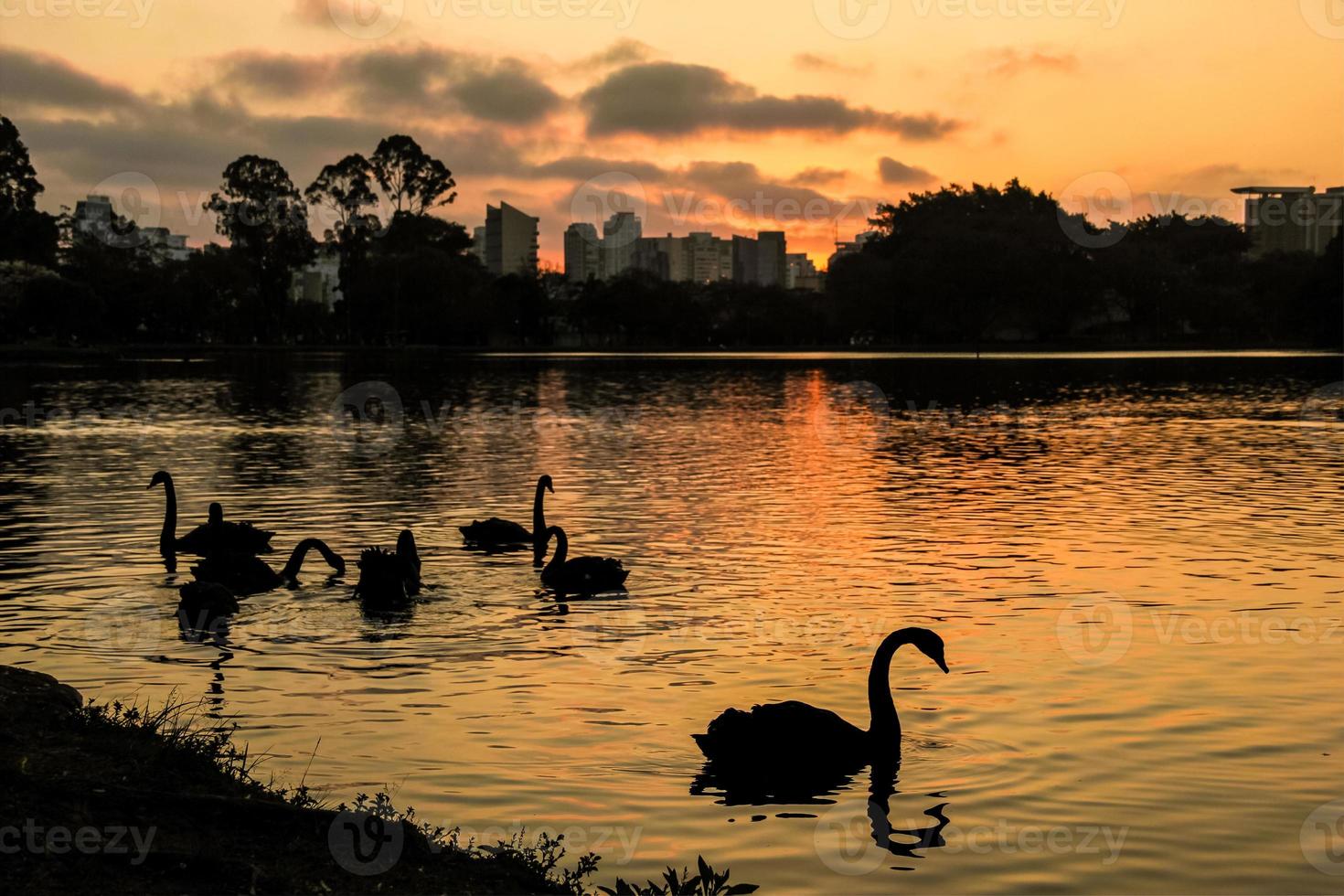 Silhouettes of swans on the lake at a beautiful sunset with city buildings in the background. Backlit image. Ibirapuera Park, Sao Paulo, Brazil photo
