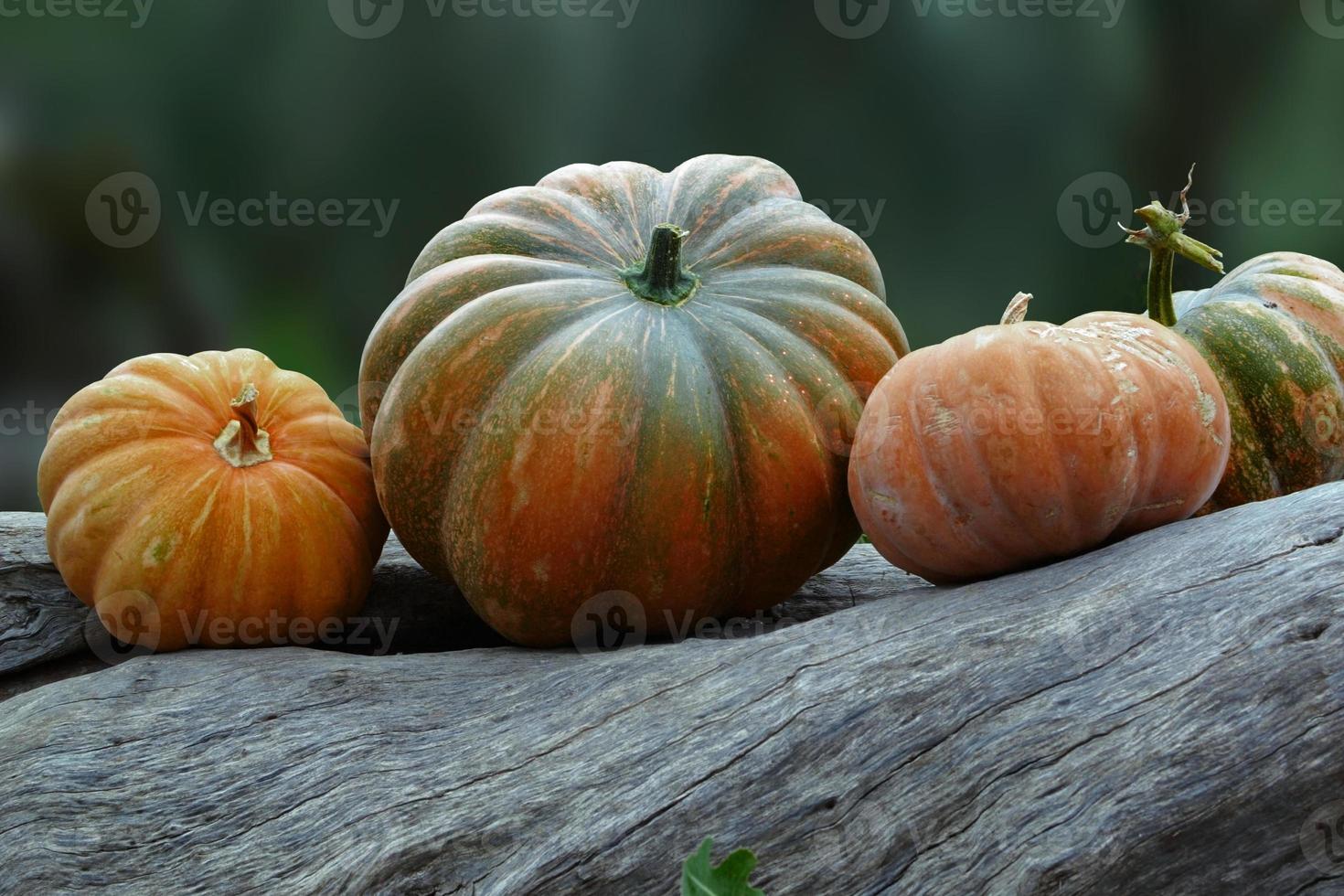 Collection of different pumpkins for autumn vegetable market.Collection of different pumpkins, halloween theme. photo