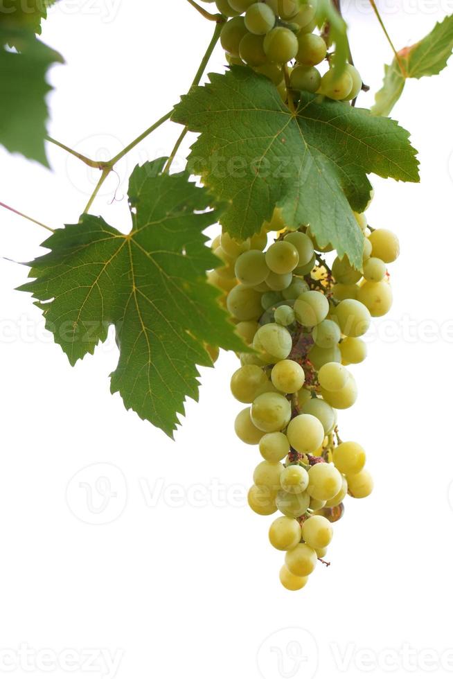 Bunch of white grapes isolated on white background Bunch of fresh grapes isolated photo