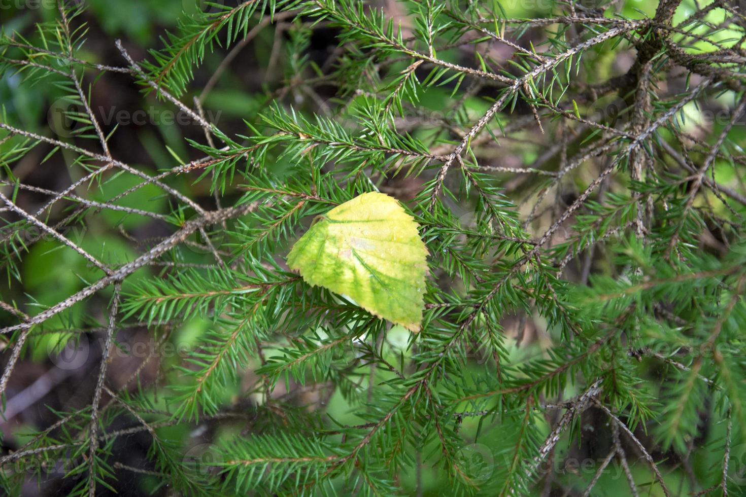 Yellow leaf on a spruce branch in the forest. photo